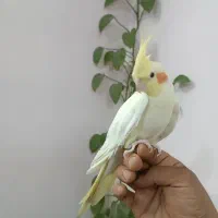 عروس هلندی لوتیبنو|پرنده|چهاردانگه (تهران), |دیوار