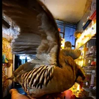 بزرگترین فروشگاه پرندگان خانگی آراز