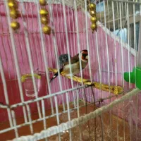 تعداد قناری سهره همه نر