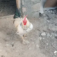 خروس محلی|حیوانات مزرعه|اشنویه, |دیوار