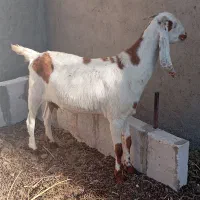 بزباکهر|حیوانات مزرعه|زهک, |دیوار