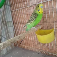 مرغ عشق نر|پرنده|شیراز, درکی|دیوار