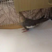 عروس هلندی دستی|پرنده|کرباسک, |دیوار