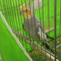 عروس هلندی نر