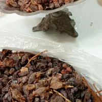 کشمش|خوردنی و آشامیدنی|تربتحیدریه, قائم|دیوار