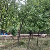 باغ روستای دولت آباد
