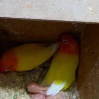 طوطی برزیلی با جوجه