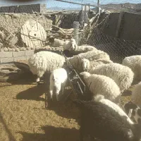 بره نر چاق|حیوانات مزرعه|سده (خراسان جنوبی), |دیوار