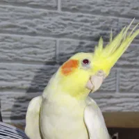 جفت عروس هلندی نر و ماده