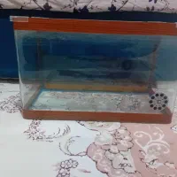 آکواریوم‌شیشه‌خم‌شرکتی