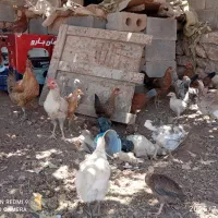 فروش ۳۰ عدد مرغ بومی اصل