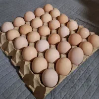 تخم مرغ دوزرده