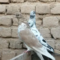 کبوتر|پرنده|بوئین زهرا, |دیوار
