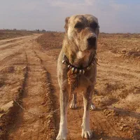 سگ گلی