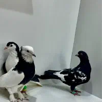 کبوتر طوقی کفتر رنگه کبوتر طوقی ساده سینه سیاه