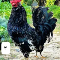 مرغ و خروس گلین سیاه سفید