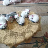 مجسمه گچی به قیمت مناسب