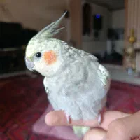 عروس هلندی