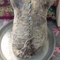 هیزه ،مشک آب ومشک دوغ