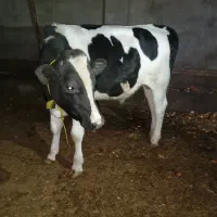 یک راس گوساله نر