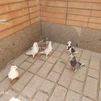 فروش ۶ عدد کفتر