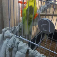 ۲تا جوجه مرغ عشق به همراه مادر شون فقط|پرنده|اهواز, کیانشهر|دیوار