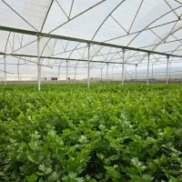 فروش-گلخانه-مجوز-دار-شهریار