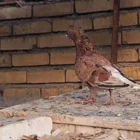 کفتر کبوتر|پرنده|مشهد, یاس|دیوار