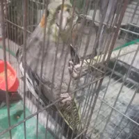 فروش۴عدد عروس هلندی|پرنده|اردکان, |دیوار