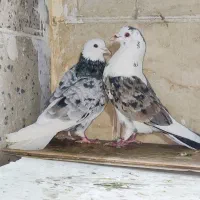 کفتر کبوتر گرفتنی سرور چاپی کاکلی پاپر شازده سرور|پرنده|تهران, دولاب|دیوار