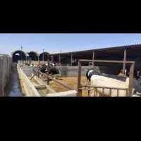 دامداری گاوداری فعال|فروش زمین و ملک کلنگی|تهران, راه آهن|دیوار