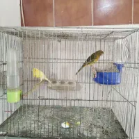 فروش انواع قناری یکجا همه|پرنده|خوی, |دیوار