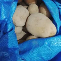 فروش سیب زمینی