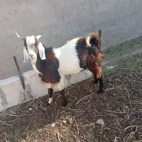 بزباکهر|حیوانات مزرعه|زهک, |دیوار