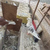 پشتار|پرنده|اردکان, |دیوار