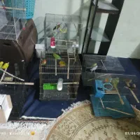 کوتوله  مرغ عشق قناری