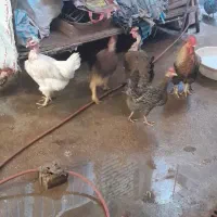 مرغ محلی خونگی