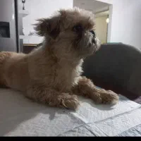 سگ شیتزوباتوله