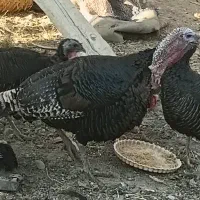 بوقلمون محلی