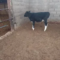 گوساله ماده و گوساله نر و دوتا گاو ابستن|حیوانات مزرعه|تربت جام, میان جام|دیوار