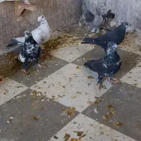 کفتر گرفتنی|پرنده|شیراز, تل حسین‌آباد|دیوار