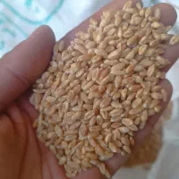 گندم پیشگام