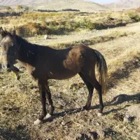 اسب نر|اسب و تجهیزات اسبسواری|صدرا-فارس, فاز ۱|دیوار