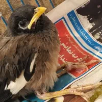 جوجه مینا