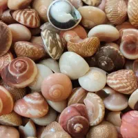 صدف طبیعی ریز|صنایع دستی و سایر لوازم تزئینی|تهران, بازار|دیوار