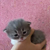 گربه میکس پرشین وبریتیش