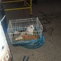 خرگوش با قفس