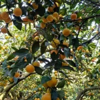 خریدمرکبات