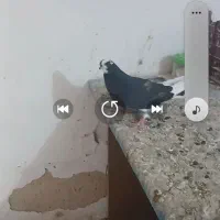 کبوتر چهارتا کبوتر گرفتنی