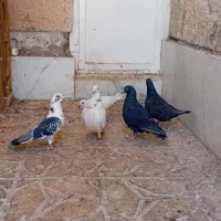 پنج عدد نر گفتر